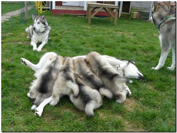 E Wurf 5 Woche 324.jpg